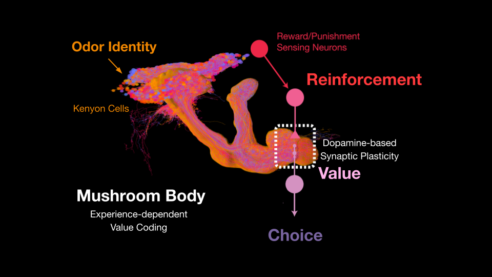 Drosophila-image-1